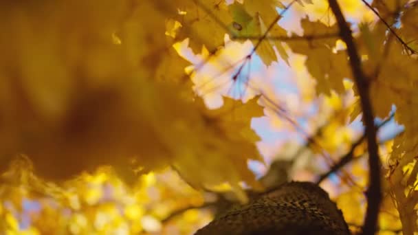 Goldener Herbst Herbstbaum Einem Sonnigen Park Herbststimmung Ahornzweig Mit Goldenen — Stockvideo