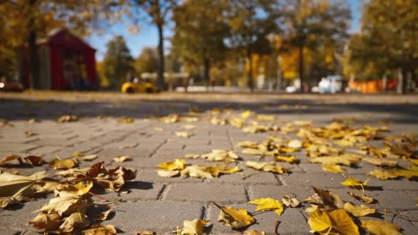 クローズアップ低視点 乾燥した乾燥した黄色いメープルが舗装スラブに残ります 子供のための遊び場およびアトラクションが付いている明るい秋公園の歩道地 — ストック動画