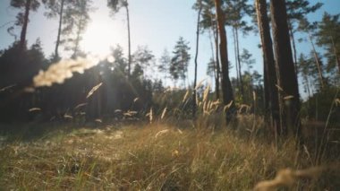 Sonbahar manzarasında, kurak kır çiçekleri ve uzun otları olan genç ve güzel bir kız. Açık beyaz elbise. Ormanda yürüyen esmer kadın, parkta. Sıcak sonbahar ya da yaz mevsimi
