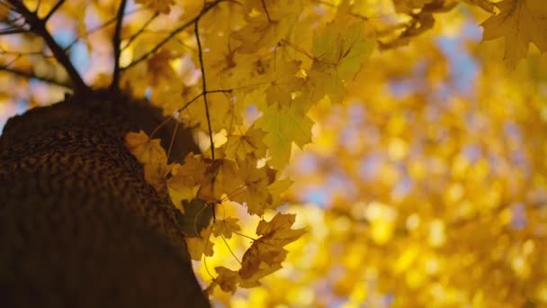 Arany Ősz Őszi Egy Napos Parkban Őszi Hangulat Juhar Arany — Stock videók