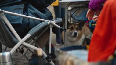 sonbahar ormanlarında evcil hayvanlarla piknik ya da barbekü partisi. İnsan bacakları ve kamp sandalyeleri arasında yürüyen ve yiyecek ya da atıştırmalık bir şeyler isteyen komik Galli Corgi köpeği..