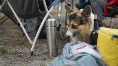 sonbahar ormanlarında evcil hayvanlarla piknik ya da barbekü partisi. İnsan bacakları ve kamp sandalyeleri arasında yürüyen ve diğer köpekleri koklayan komik Galli Corgi köpeği.