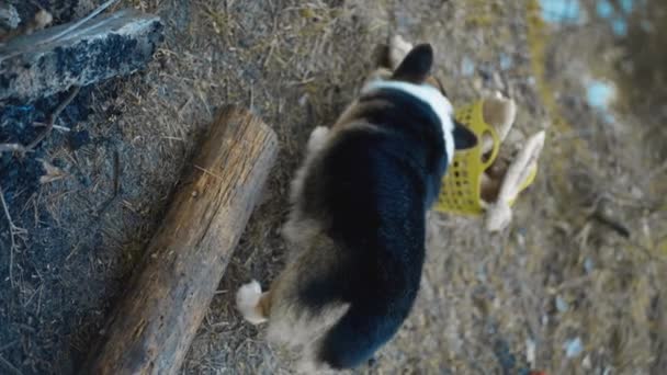 Vertikální Záběry Legrační Welsh Corgi Pes Venku Podzimním Lese Koš — Stock video