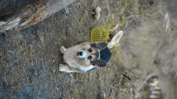 垂直的镜头 滑稽的威尔士科奇犬在秋天的森林里 背景上有蘑菇的篮子 周末和宠物一起在户外采摘蘑菇 — 图库视频影像