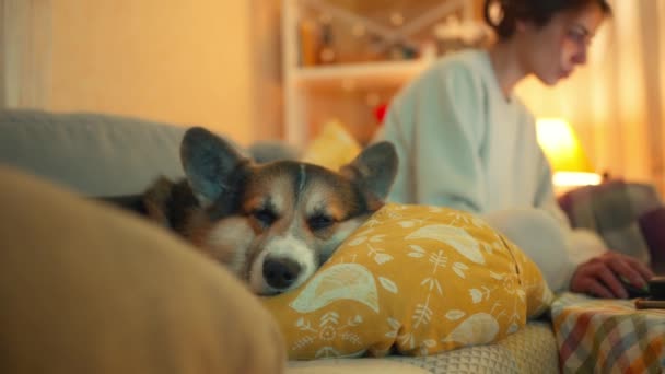 Κοντινό Πλάνο Αστείο Υπνηλία Corgi Σκυλί Που Βρίσκεται Στον Καναπέ — Αρχείο Βίντεο