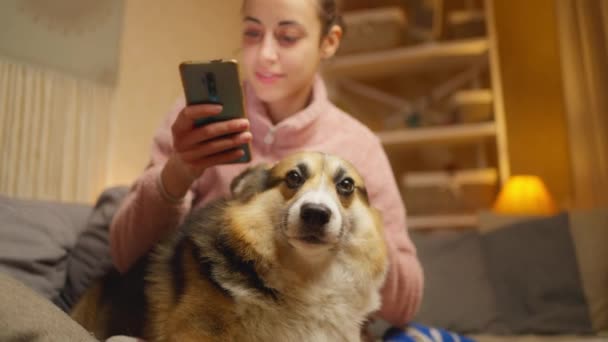 Молодая Женщина Владелец Собаки Сидит Диване Своей Милой Забавной Валлийской — стоковое видео