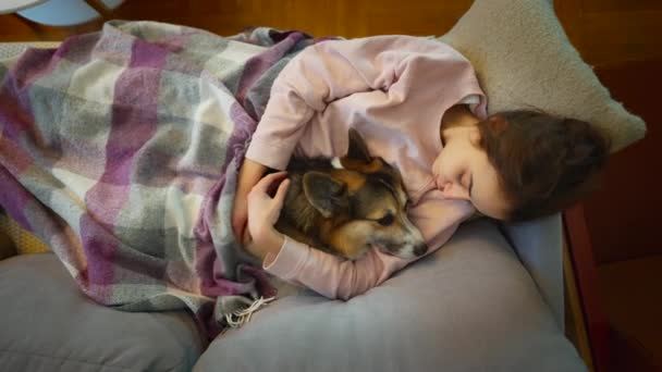 Sad Lazy Dog Welsh Corgi Breed Lying His Owner Woman — Stockvideo