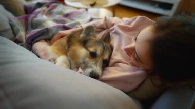 sad lazy dog welsh corgi breed lying on his owner woman on couch in living room. siesta, rest time at home with lovely pet