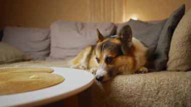 Üç renkli komik köpek Welsh Corgi cinsinin yakın plan portresi evde couah üzerinde yatıp aileyi bekliyor. 4K Stok görüntüleri. Evcil hayvanla yaşamak. Dört bacaklı arkadaşlar.
