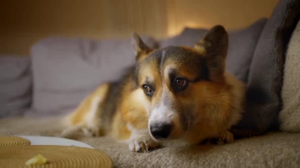 Närbild Porträtt Roliga Söta Tricolor Hund Walesiska Corgi Ras Liggande — Stockvideo