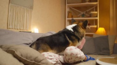 Komik bir köpekle kanepede oturan, onunla konuşup oynayan şefkatli bir kadın. Evde mısır gevreği var. Evcil hayvanlarla arkadaşlık, birlikte oyunlar ve eğlence. insan hayatında evcil hayvanlar