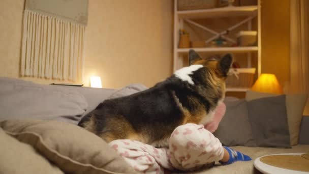 Leende Kärleksfull Kvinna Sitter Soffan Med Rolig Hund Pratar Och — Stockvideo