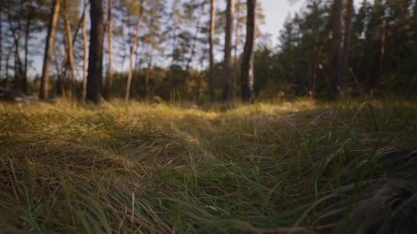Kinematograficzny Pov Spowolniony Ruch Kamery Przez Zieloną Żółtą Jesienną Trawę — Wideo stockowe