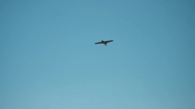 Mavi gökyüzünde uçan askeri hava aracı. İHA uçuyor. İnsansız hava aracı keşfi. İHA uçağı iş başında. Uçak modelleme hobisi ve onun savaş alanındaki uygulamaları