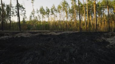 Yavaş çekim kameraları orman yangınından sonra yanan çimlerin arasında hareket eder. kömürleşmiş toprak, çimen ve kömürleşmiş ağaçlar, doğal afetler, savaş