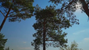 Mavi gökyüzüne doğru dönen çam ağacı.