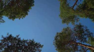 Mavi gökyüzüne doğru dönen çam ağacı.