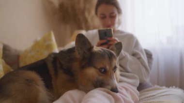 Genç bir kadın Galli Corgi 'siyle kanepede dinleniyor, akıllı telefonuyla kayıyor ve köpeğiyle sevgi dolu anlarını paylaşıyor..