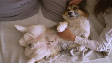 Üç renkli şirin köpek Welsh Corgi cinsinin yakın plan portresi evdeki oturma odasında kanepede, hassas bayan sahibiyle yatıyor. Kadın elini nazikçe okşuyor.
