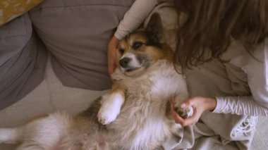 Genç kadın ve onun Galli Corgi 'si rahat evlerinde kanepede hassas anlar paylaşıyorlar. Köpek bacaklarının üzerinde yatıyor, onu sevgiyle okşuyor. Onların bağları barışçıl ve sevgi dolu atmosferde parlar..