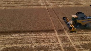 Ukrayna, Dinyeper bölgesi. 20 Temmuz 2024. Güneşli bir yaz gününde hasat, olgun altın renkli tahılları birleştiriyor. Buğday tarlasını tarayan bir hasatçının üzerinde uçuyorlar.