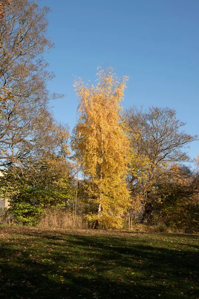 Birch Tree Autumn — Stock Photo, Image