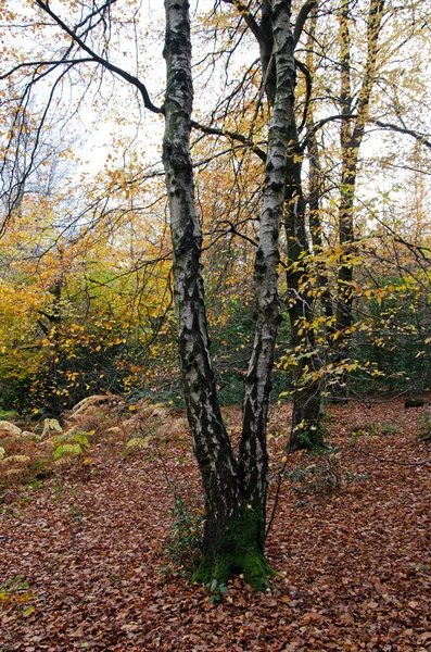Brzoza Jesiennym Lesie Wielka Brytania — Zdjęcie stockowe