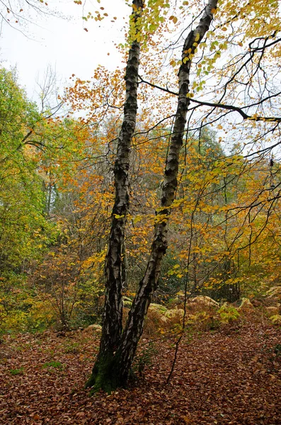 Brzoza Jesiennym Lesie Wielka Brytania — Zdjęcie stockowe