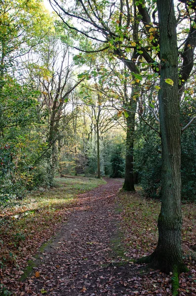 Droga Przez Jesienny Las Wielka Brytania — Zdjęcie stockowe
