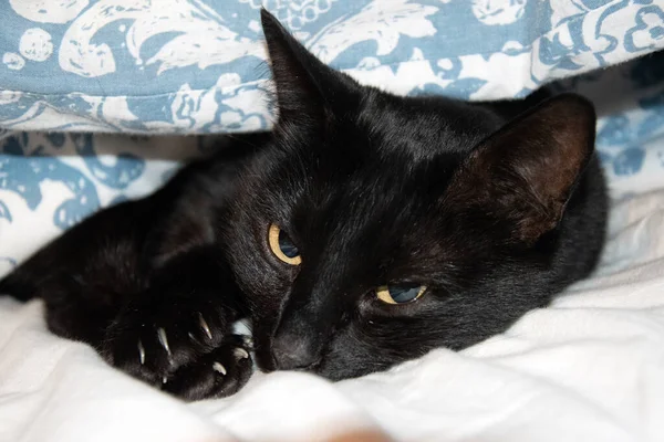 Κοντινό Πλάνο Της Μαύρης Γάτας Στο Κρεβάτι — Φωτογραφία Αρχείου