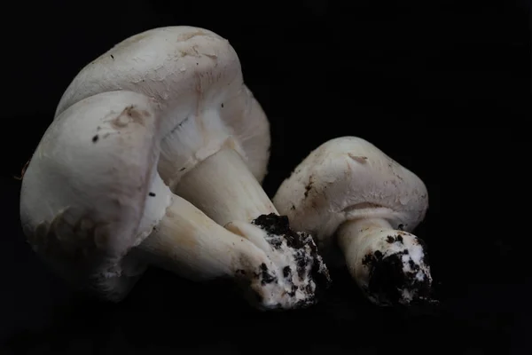 배경에 버섯들 줄기에 흙으로 뒤덮여 — 스톡 사진