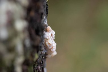 İngiltere, ağaçta hafif reçine kümesi