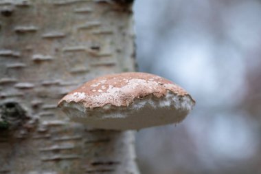 Birch Polypore ya da huş ağacındaki ustura-strop mantarı Piptoporus betulinus 'a yakın çekim görüntüsü