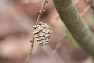 Sonbaharda tomurcukları gösteren tarla konisi olan ince bir dal.