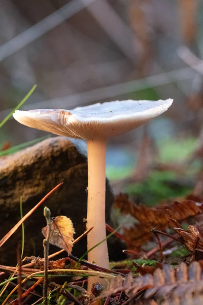 大肠大肠大肠蘑菇生长在森林的地面上 光芒四射 — 图库照片