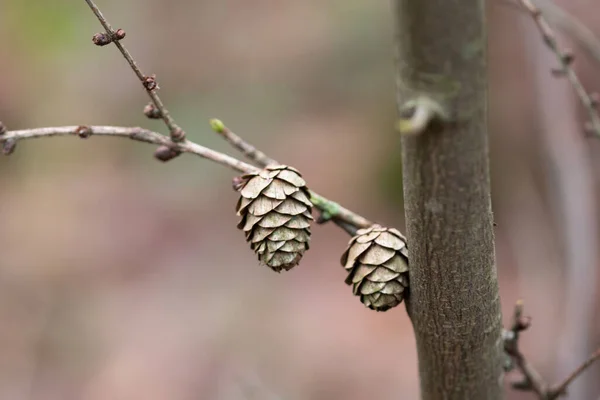 Thin Branch Larch Cones Showing Spring Buds Autumn — Stock Photo, Image