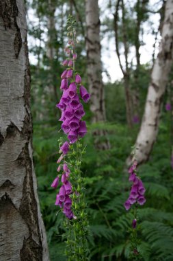 Tilki eldiveni, dijitalis purpurea, Sherwood Ormanı, İngiltere 'de çiçek.