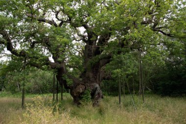 Sherwood ormanındaki Big Oak, İngiltere