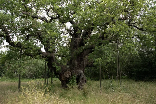 Big Oak Lesie Sherwood Wielka Brytania — Zdjęcie stockowe