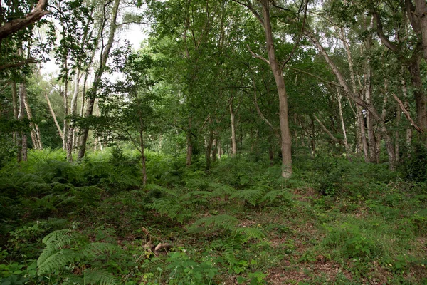 Våren Sherwoodskogen Storbritannien — Stockfoto