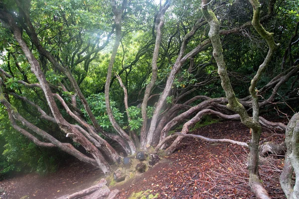 Spindelträd Norra Walesskogen — Stockfoto