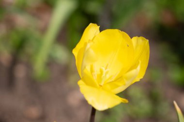 Baharda sarı süslemeli Didier lalesinin yakın çekimi