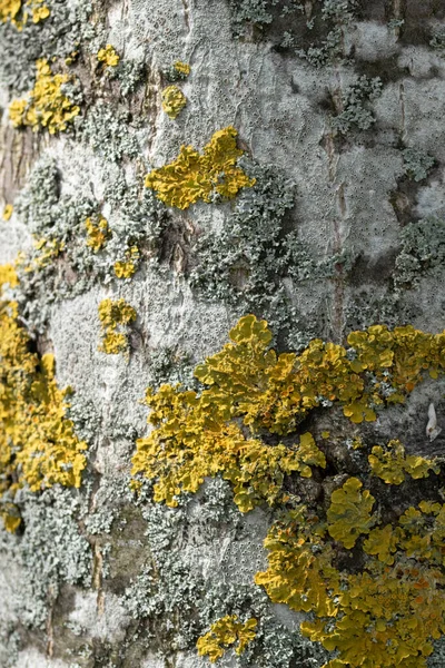 나무의 종류에 유약을 만드는 곰팡이 — 스톡 사진