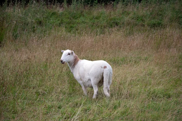 Одинокая Овца Зеленом Лугу Северном Уэльсе — стоковое фото