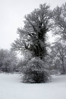 Taze bir kar yağışı sonrası bir tarlanın yanındaki ağaçların kışın manzarası