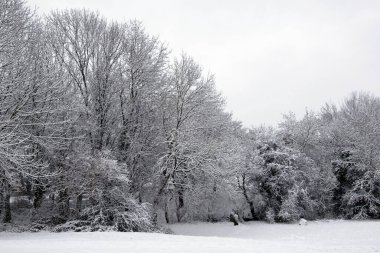 Taze bir kar yağışı sonrası bir tarlanın yanındaki ağaçların kışın manzarası