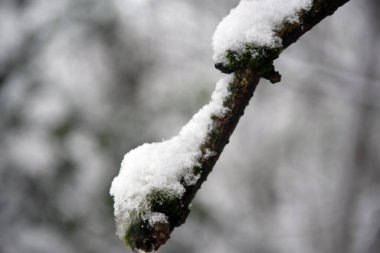 Ağaç dallarına yakın çekim. Toprak donuyla kaplanmış. Kar yağıyor. Seçici odak.