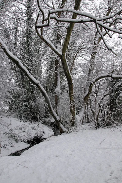 Pokryty Śniegiem Pień Drzewa Lesie Las Nieogniskowany Zimą — Zdjęcie stockowe