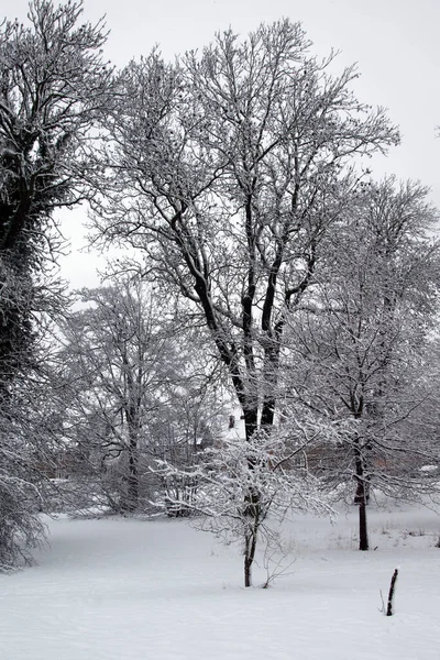 stock image Winter landscape of trees beside a field after a fresh snowfall