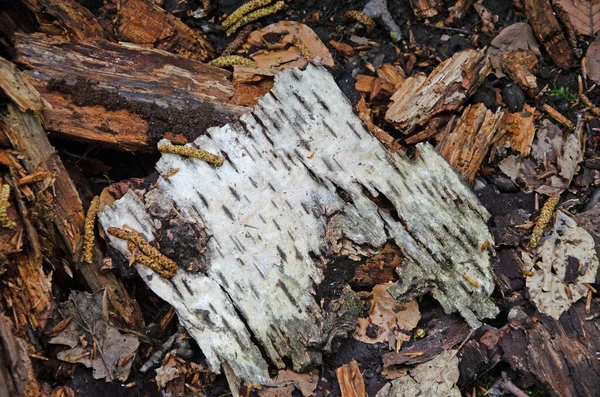 나무껍질들 바닥에 클로즈업 — 스톡 사진